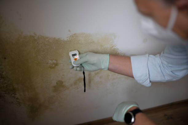 Mold Remediation for Vacation Homes in Burns, TN